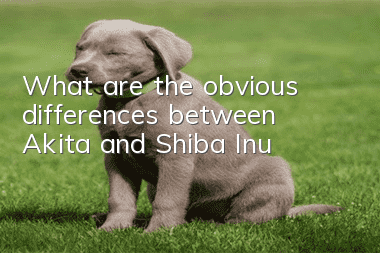 What are the obvious differences between Akita and Shiba Inu?