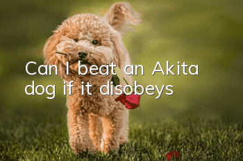 Can I beat an Akita dog if it disobeys?