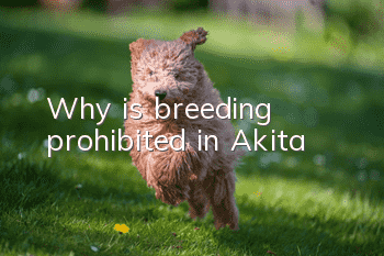 Why is breeding prohibited in Akita?