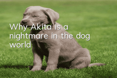 Why Akita is a nightmare in the dog world