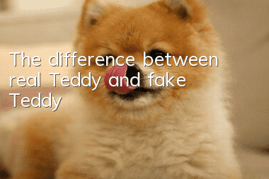 The difference between real Teddy and fake Teddy