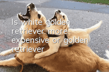Is white golden retriever more expensive or golden retriever?