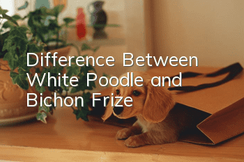 Difference Between White Poodle and Bichon Frize