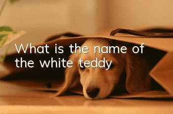 What is the name of the white teddy?