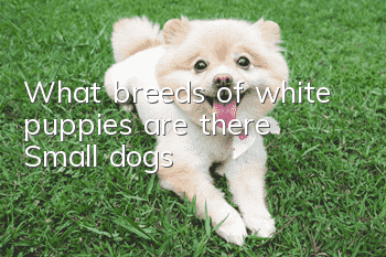 What breeds of white puppies are there? Small dogs
