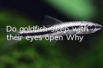 Do goldfish sleep with their eyes open? Why?