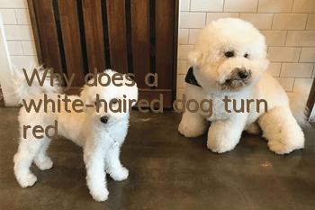 Why does a white-haired dog turn red?