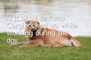 Is it okay to keep Corgi locked up while working during the day?
