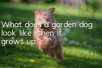 What does a garden dog look like when it grows up?