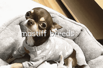 mastiff breeds