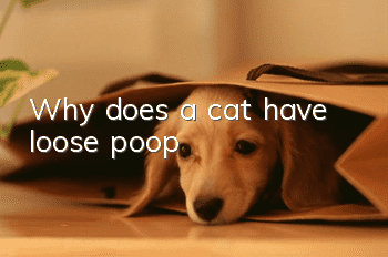 Why does a cat have loose poop?