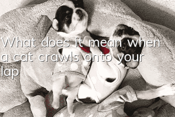 What does it mean when a cat crawls onto your lap?