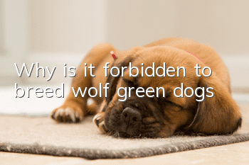 Why is it forbidden to breed wolf green dogs?