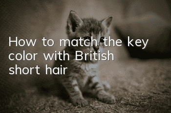 How to match the key color with British short hair