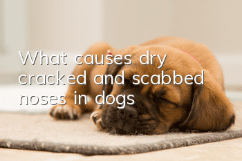 What causes dry, cracked and scabbed noses in dogs?