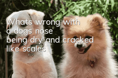 What's wrong with a dog's nose being dry and cracked like scales?
