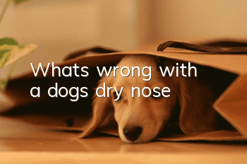 What's wrong with a dog's dry nose?