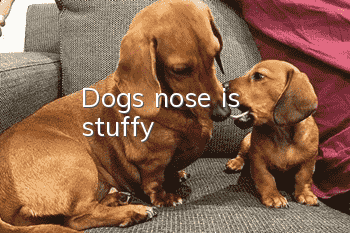 Dog's nose is stuffy