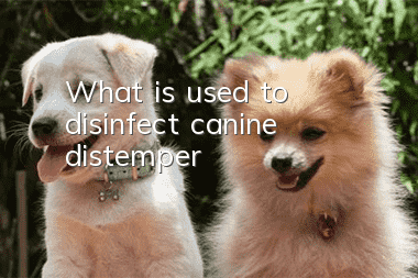 What is used to disinfect canine distemper?
