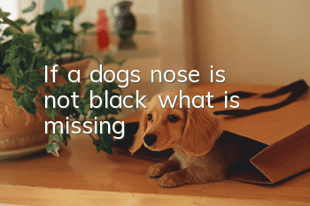If a dog’s nose is not black, what is missing?