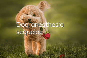 Dog anesthesia sequelae