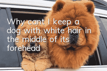 Why can’t I keep a dog with white hair in the middle of its forehead?
