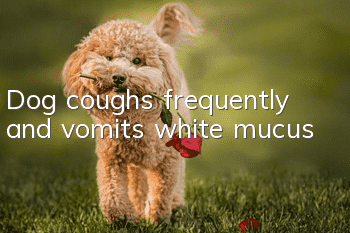 Dog coughs frequently and vomits white mucus