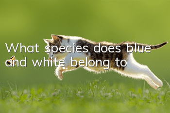 What species does blue and white belong to?
