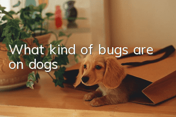 What kind of bugs are on dogs?