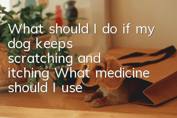 What should I do if my dog keeps scratching and itching? What medicine should I use?