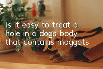 Is it easy to treat a hole in a dog’s body that contains maggots?