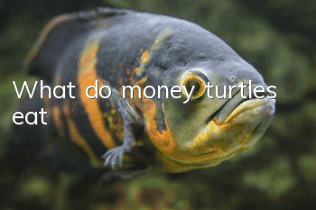 What do money turtles eat?