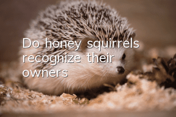 Do honey squirrels recognize their owners?
