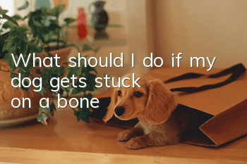 What should I do if my dog gets stuck on a bone?