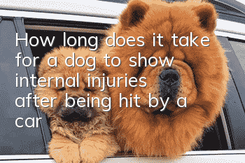 How long does it take for a dog to show internal injuries after being hit by a car?