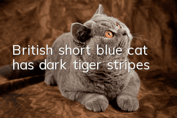 British short blue cat has dark tiger stripes