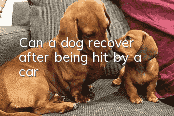 Can a dog recover after being hit by a car?