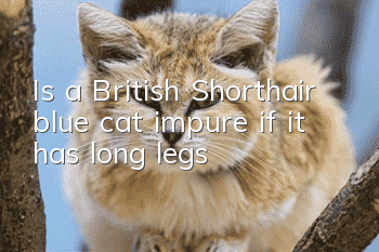 Is a British Shorthair blue cat impure if it has long legs?