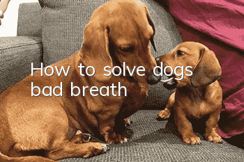 How to solve dog’s bad breath