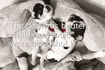 The dog was beaten until his eyeballs were bloodshot