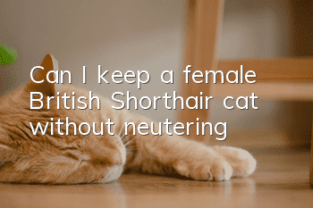 Can I keep a female British Shorthair cat without neutering?