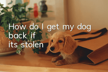 How do I get my dog back if it's stolen?