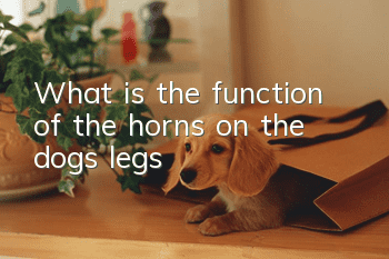 What is the function of the horns on the dog's legs?