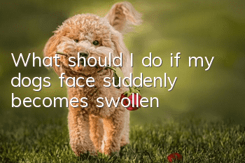 What should I do if my dog’s face suddenly becomes swollen?