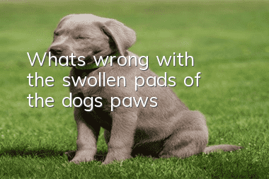 What’s wrong with the swollen pads of the dog’s paws?