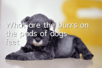 What are the burrs on the pads of dogs’ feet?