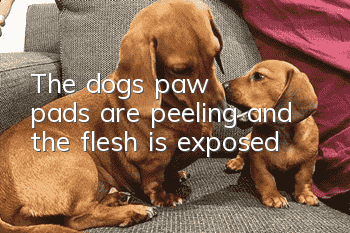 The dog's paw pads are peeling and the flesh is exposed
