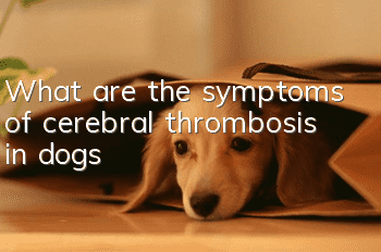 What are the symptoms of cerebral thrombosis in dogs?