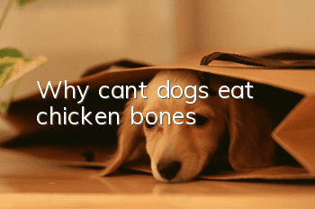 Why can’t dogs eat chicken bones?
