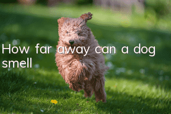 How far away can a dog smell?